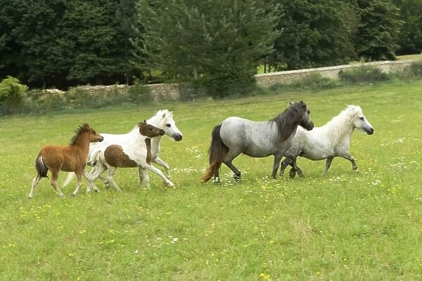 Miniature American Horses - adults and foals in field