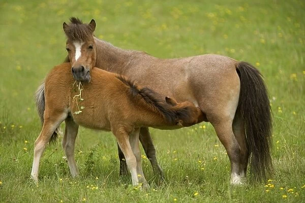 Miniature American Horses - female with foal suckling
