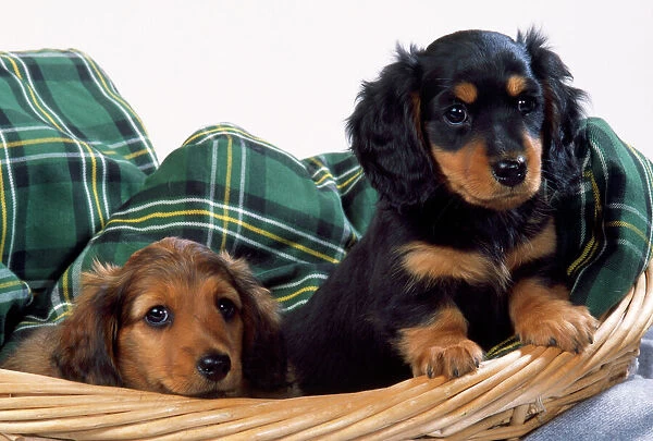 Miniature Long-haired Dachshund Dog - puppies in basket