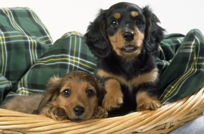 Framed Print : Miniature Long-haired Dachshund Dog - puppies in basket Framed Print : Miniature Long-haired Dachshund Dog - puppies in basket