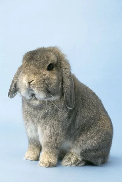 Miniature Lop (Fancy) Rabbit