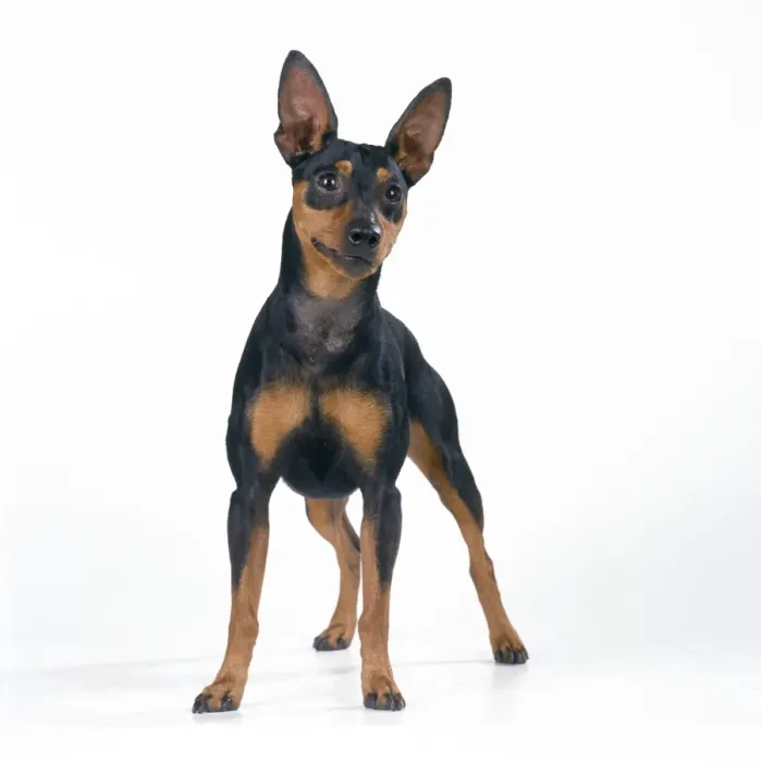Framed Print : Miniature Pinscher Dog Framed Print : Miniature Pinscher Dog