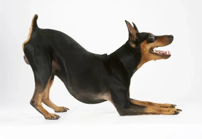 Framed Print : Miniature Pinscher Dog - resting on front legs Framed Print : Miniature Pinscher Dog - resting on front legs