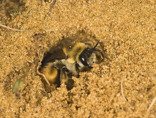 Mining bee - at nest entrance Sandy Bedfordshire UK