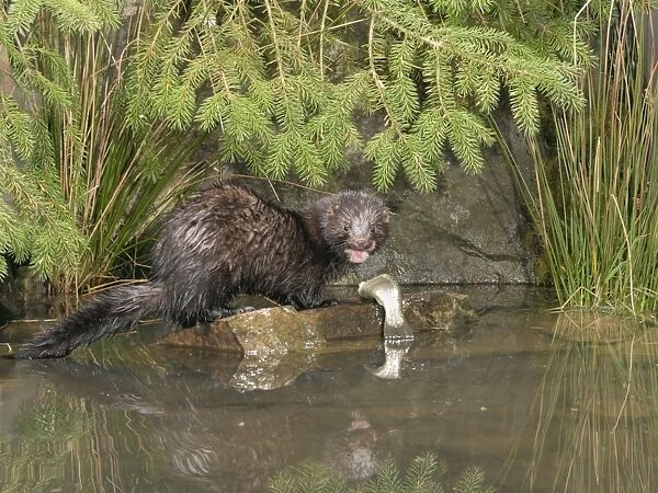 Mink - Male with trout side view