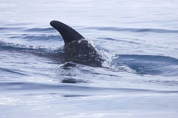 Minke Whale Balaenoptera acutorostrata Neko Harbour Antarctic Penninsular MA001090