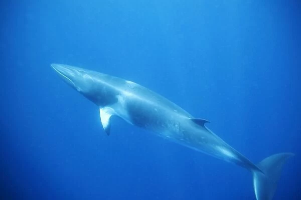 Minke whale: 'Dwarf Minke' subspecies. Photographed along the Great Barrier Reef - Australia
