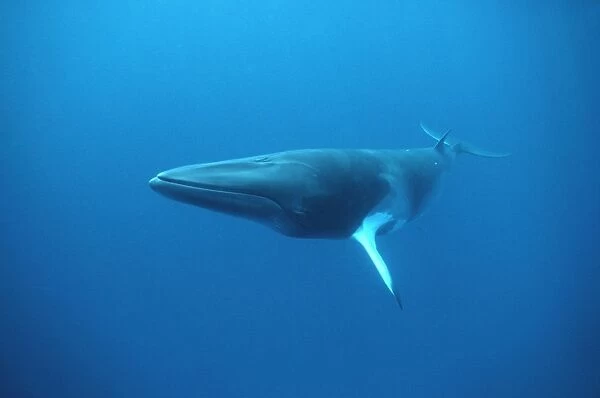 Minke whale: 'Dwarf Minke' subspecies Photographed along the Great Barrier Reef, Australia