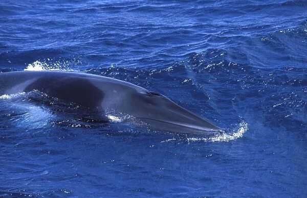 Minke whale: 'Dwarf Minke' subspecies Photographed along the Great Barrier Reef, Australia