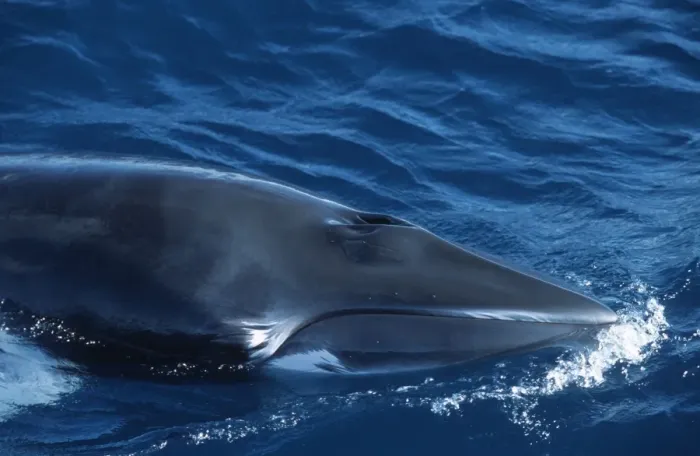 Framed Print : Minke whale: Dwarf Minke subspecies Photographed along the Great Barrier Reef, Australia Framed Print : Minke whale: Dwarf Minke subspecies Photographed along the Great Barrier Reef, Australia