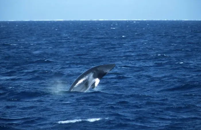Framed Print : Minke whale: Dwarf Minke subspecies Photographed along the Great Barrier Reef, Australia Framed Print : Minke whale: Dwarf Minke subspecies Photographed along the Great Barrier Reef, Australia