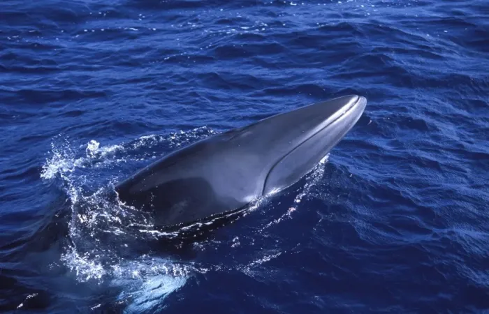 Framed Print : Minke whale: Dwarf Minke subspecies Photographed along the Great Barrier Reef, Australia Framed Print : Minke whale: Dwarf Minke subspecies Photographed along the Great Barrier Reef, Australia