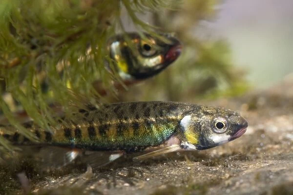 Minnow - Two adults in breeding condition photographed underwater. Wiltshire, England, UK