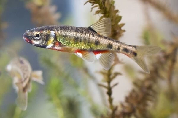 Minnow adults in full breeding condition photographed