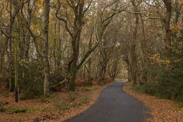 Minor road through ancient beech and oak wood pasture at Slepe nr. Wareham; Isle of Purbeck, Dorset. Date: 15-Apr-19