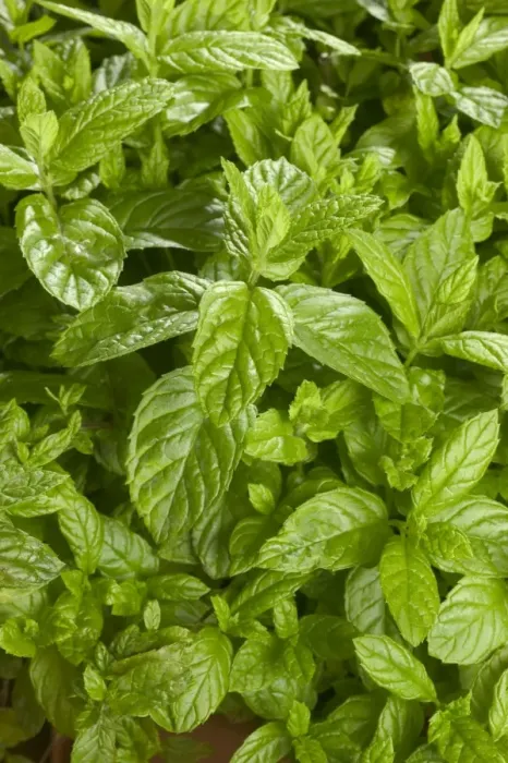 Framed Print : Mint - close-up of leaves Framed Print : Mint - close-up of leaves