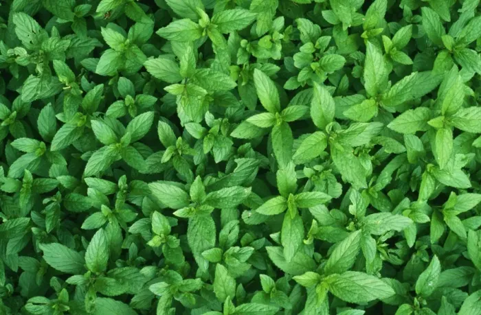 Framed Print : Mint JPF 7964 Culinary Herb Mentha piperira © Jean-Paul Ferrero / ARDEA LONDON Framed Print : Mint JPF 7964 Culinary Herb Mentha piperira © Jean-Paul Ferrero / ARDEA LONDON