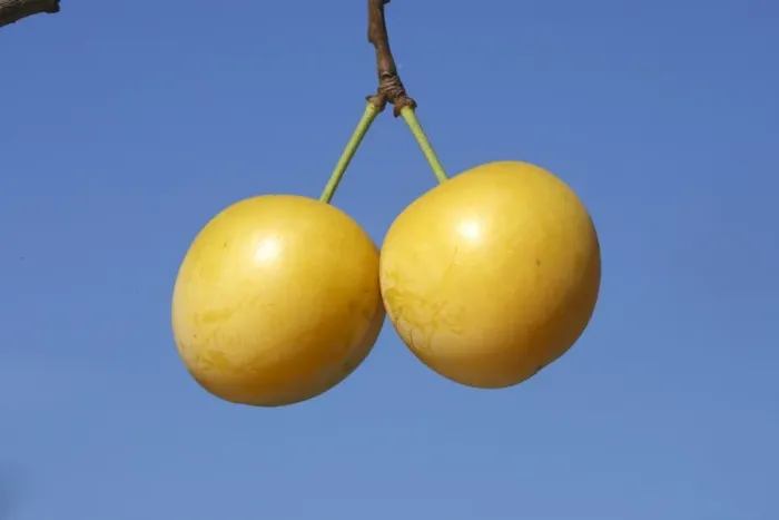 Framed Print : Mirabelle Plum. Prunus x domestica Framed Print : Mirabelle Plum. Prunus x domestica