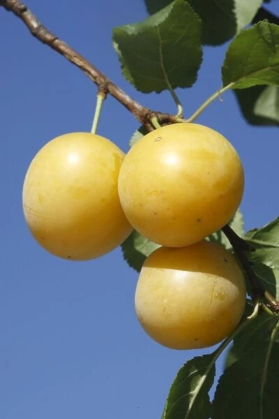 Mirabelle Plum. Prunus x domestica