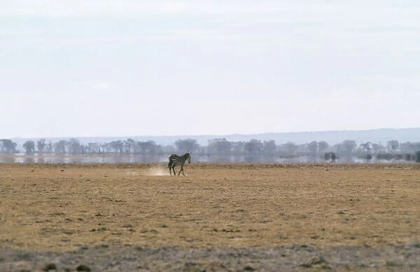 Mirage - with Zebra in foreground. However The water & trees were not there. Amboseli, Kenya