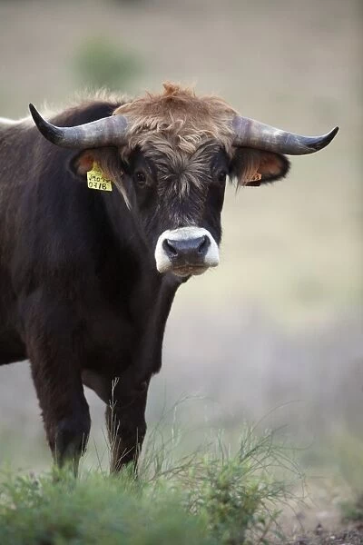 Mirandesa Bull - traditional Portugese breed, kept mainly for beef production, Alentejo, Portugal