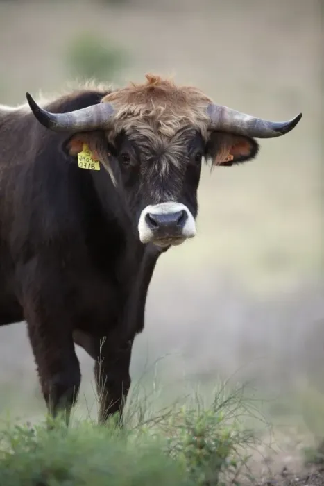 Framed Print : Mirandesa Bull - traditional Portugese breed, kept mainly for beef production, Alentejo, Portugal