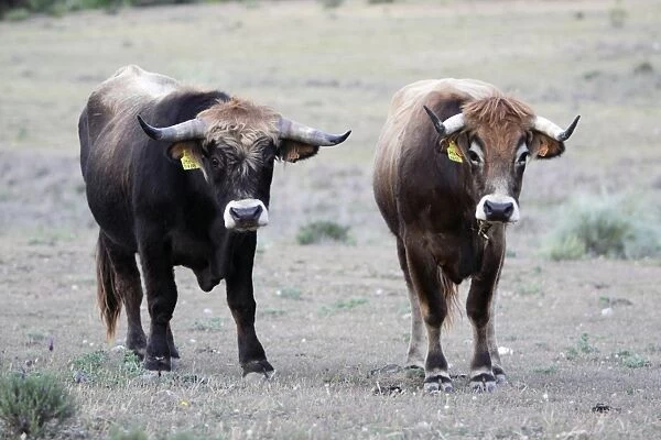 Mirandesa Cattle - Bull and cow, traditional Portugese breed, kept mainly for beef production, Alentejo, Portugal