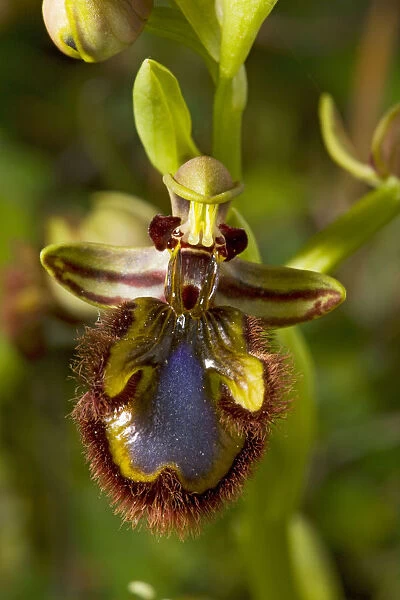Mirror Orchid (Ophrys speculum) in flower; Andalucia, South-west Spain