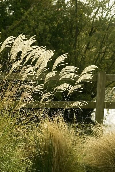 Miscanthus grass - The flowers appear in late summer. UK