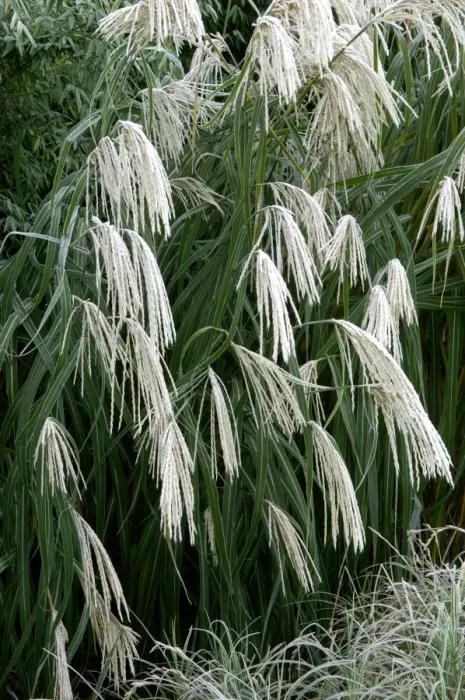 Framed Print : Miscanthus sinensis Graziella - frosted in winter border. Kent - UK. November Framed Print : Miscanthus sinensis Graziella - frosted in winter border. Kent - UK. November