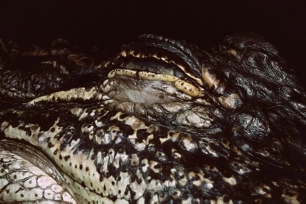 Mississippi's Alligator - closed eye