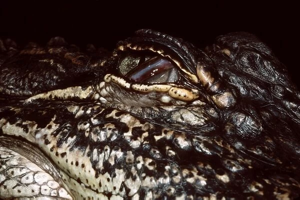 Mississippi's Alligator - half closed eye