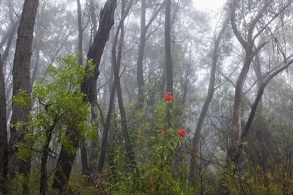 Mist in Eucalypt forest - a misty morning in an eucalypt forest near Perrys Lookdown. Very bleak gray and white predominates if it wouldn't be for the bright red blossoms of the Waratahs, the most spectular of the park's wildflowers