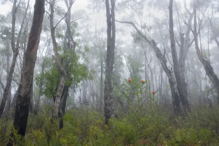 Framed Print : Mist in Eucalypt forest - a misty morning in an eucalypt forest near Perrys Lookdown. Very bleak gray and white predominates if it wouldn't be for the bright red blossoms of the Waratahs, the most spectular of the park's wildflowers Framed Print : Mist in Eucalypt forest - a misty morning in an eucalypt forest near Perrys Lookdown. Very bleak gray and white predominates if it wouldn't be for the bright red blossoms of the Waratahs, the most spectular of the park's wildflowers