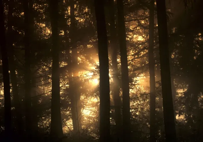 Framed Print : Mist in forest sunrays breaking through mist Baden-Wuerttemberg, Germany Framed Print : Mist in forest sunrays breaking through mist Baden-Wuerttemberg, Germany