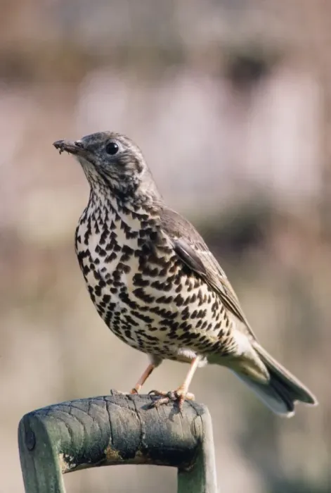 Framed Print : Mistle Thrush Framed Print : Mistle Thrush