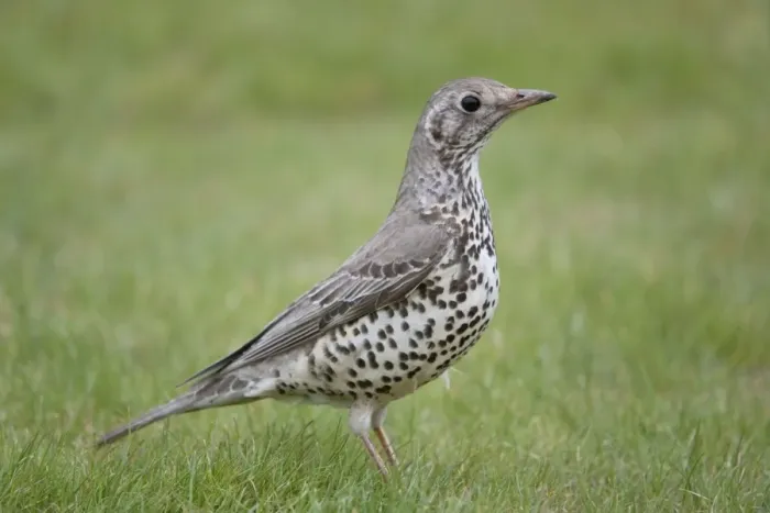 Framed Print : Mistle Thrush - Cornwall - UK Framed Print : Mistle Thrush - Cornwall - UK