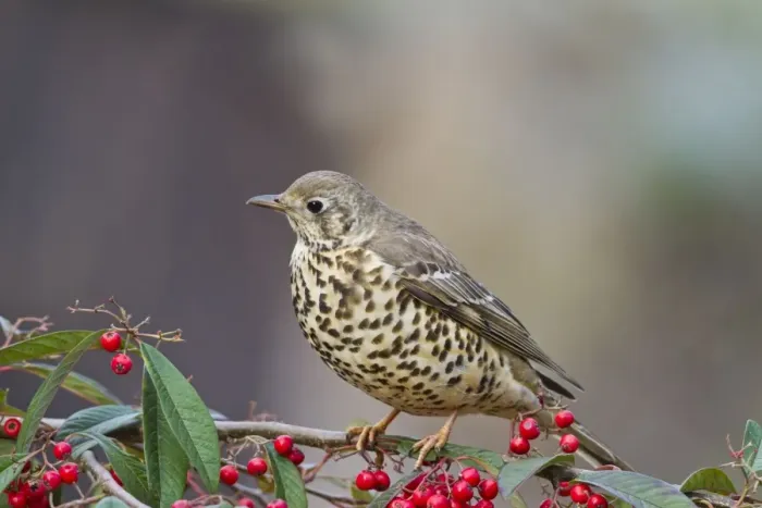 Framed Print : Mistle Thrush - on cotoneaster - Bedfordshire UK 8806 Framed Print : Mistle Thrush - on cotoneaster - Bedfordshire UK 8806