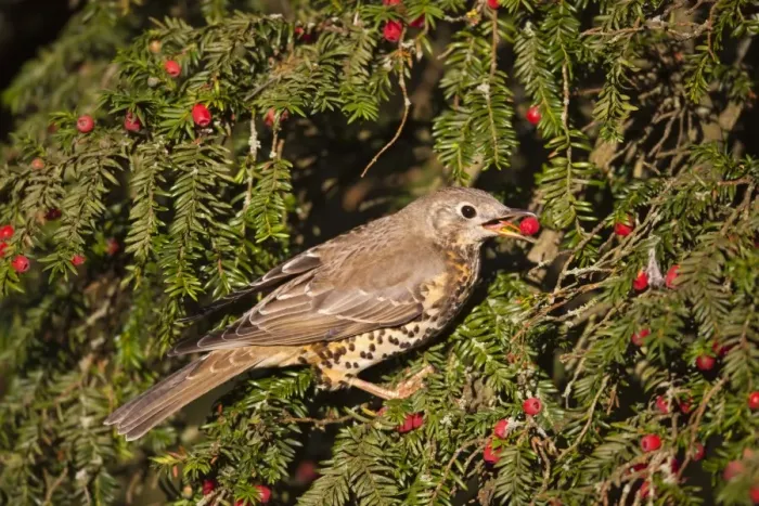 Framed Print : Mistle Thrush - eating yew berries Yorkshire - UK Framed Print : Mistle Thrush - eating yew berries Yorkshire - UK