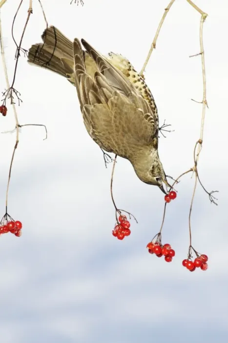 Framed Print : Mistle Thrush - feeding on Guelder Rose berries, winter, Lower Saxony, Germany Framed Print : Mistle Thrush - feeding on Guelder Rose berries, winter, Lower Saxony, Germany