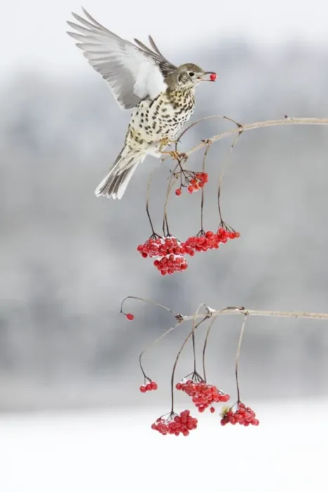 Framed Print : Mistle Thrush - feeding on Guelder Rose berries, winter, Lower Saxony, Germany Framed Print : Mistle Thrush - feeding on Guelder Rose berries, winter, Lower Saxony, Germany