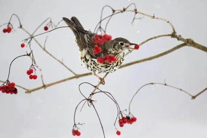 Framed Print : Mistle Thrush - feeding on Guelder Rose berries in winter, Lower Saxony, Germany Framed Print : Mistle Thrush - feeding on Guelder Rose berries in winter, Lower Saxony, Germany