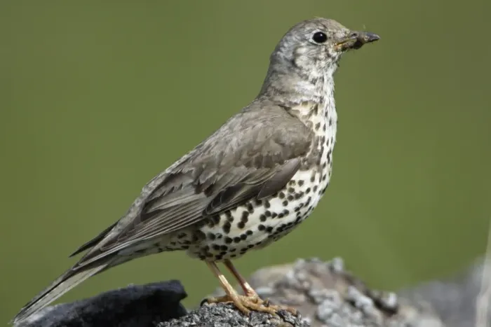 Framed Print : Mistle Thrush - With grub in beak Northumberland, England