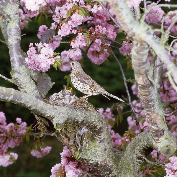 Mistle Thrush - at nest with young