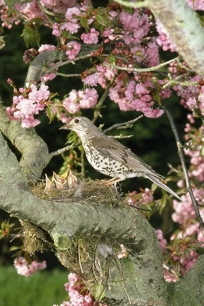 Mistle Thrush - at nest with young