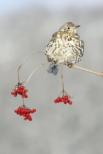 Mistle Thrush - perched on branch of Guelder Rose bush, winter, Lower Saxony, Germany