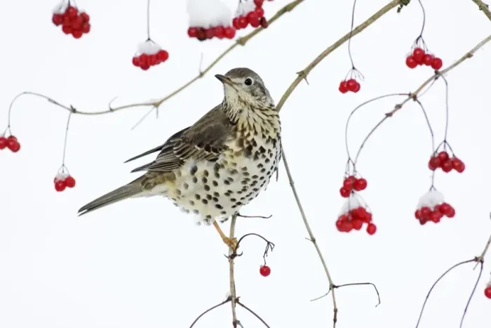 Framed Print : Mistle Thrush - perched on branch of Guelder Rose bush, winter, Lower Saxony, Germany Framed Print : Mistle Thrush - perched on branch of Guelder Rose bush, winter, Lower Saxony, Germany