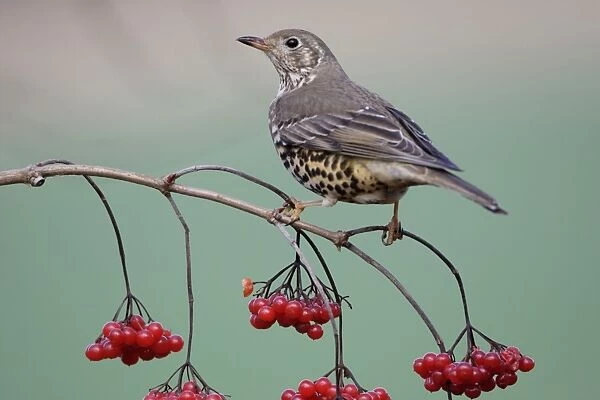 Mistle Thrush - Perched on Guelder Rose bush in garden, winter. Lower Saxony, Germany