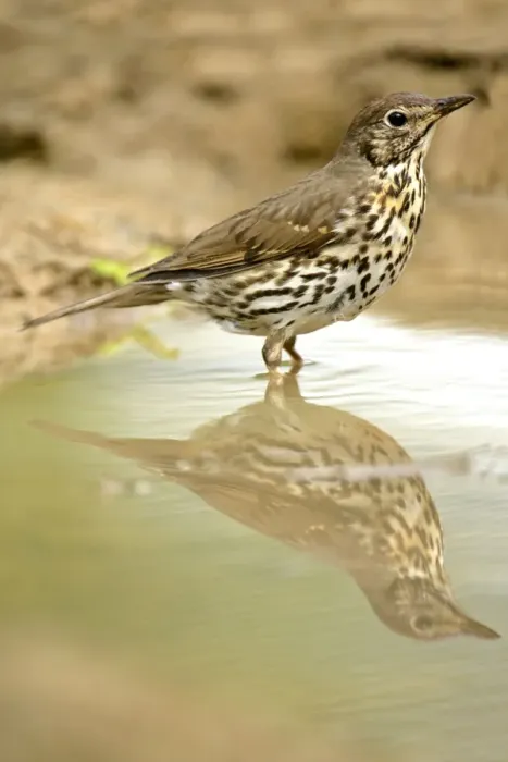 Framed Print : Mistle Thrush at rain puddle with reflection Croatia Framed Print : Mistle Thrush at rain puddle with reflection Croatia