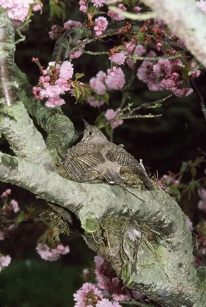 Mistle Thrush - sheltering nest and eggs from heavy rain